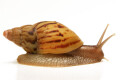 Lissachatina zanzibarica semiadult